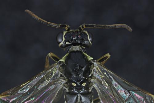 Aglaostigma fulvipes
